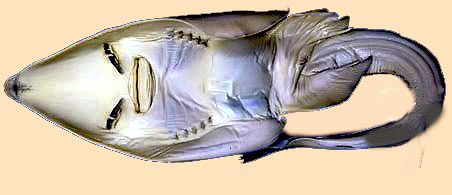 Rhinobatos (Glaucostegus) cemiculus _06.jpg